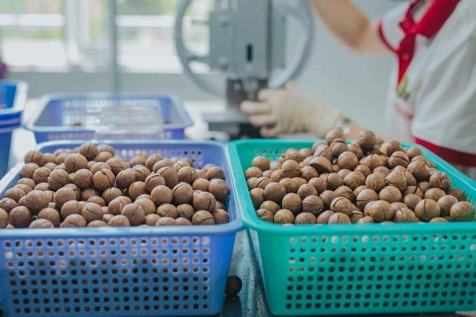 HẠT MACCA SẤY ĐĂK LĂK DAMACA NGUYÊN PHƯƠNG (HỘP 500GR SANG TRỌNG)