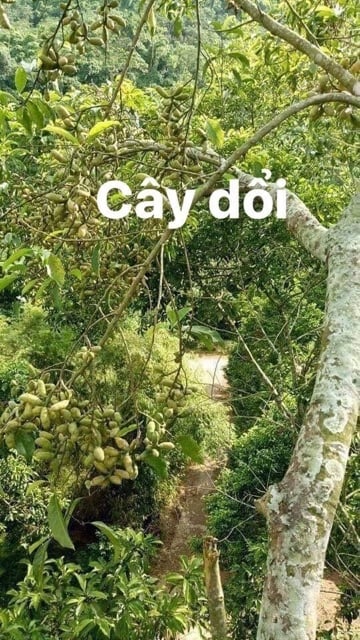 HẠT DỔI NẾP TÂY BẮC 50g