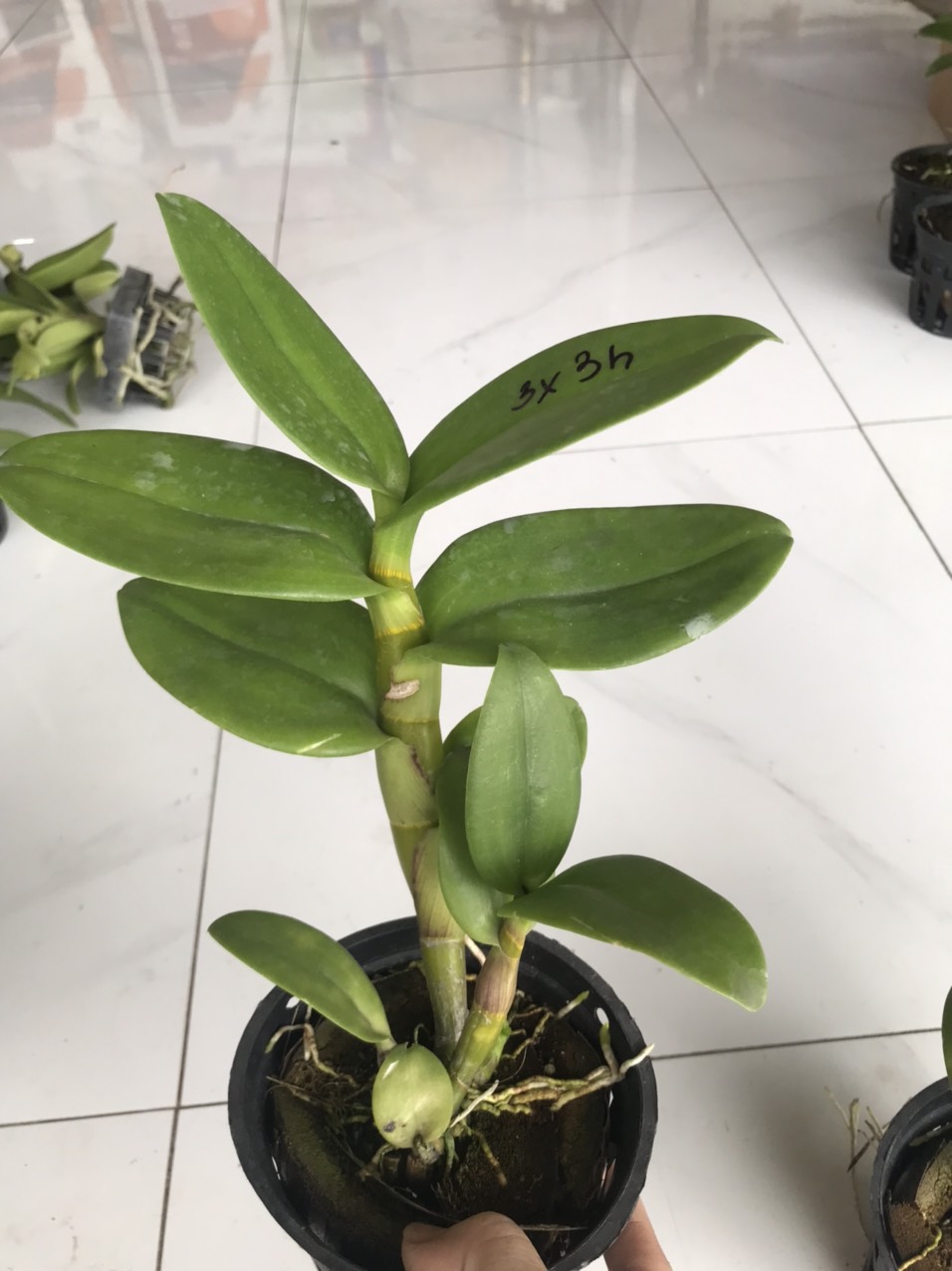 Dendro đột biến 3 hồng 3 xanh