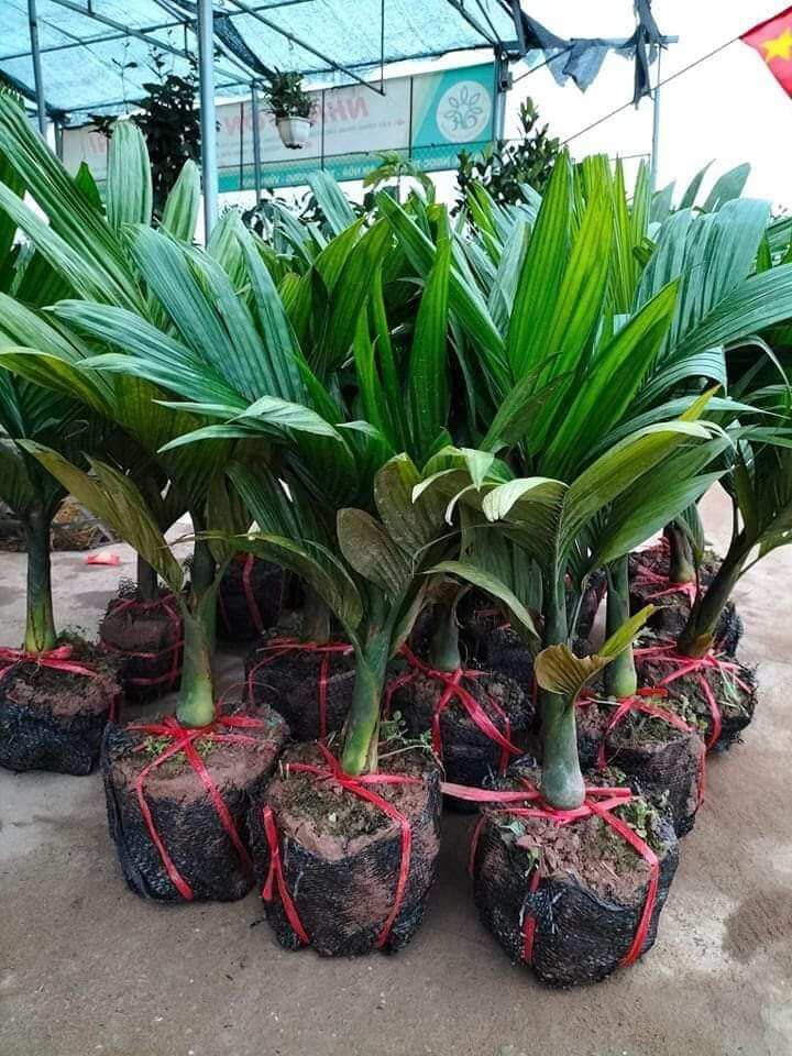Cây cau lùn giống ( chuẩn giống mua 5 tặng 1)