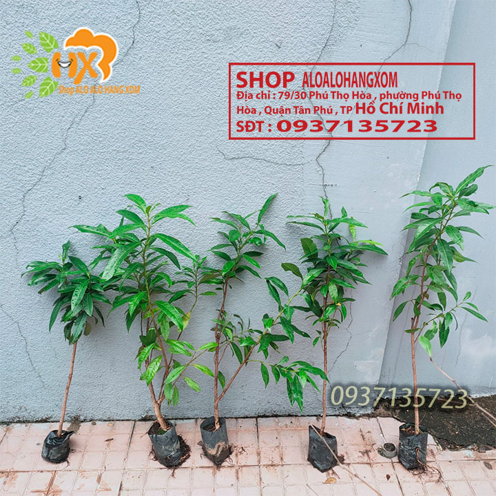 cây vối cây giống -combo 5 cây
