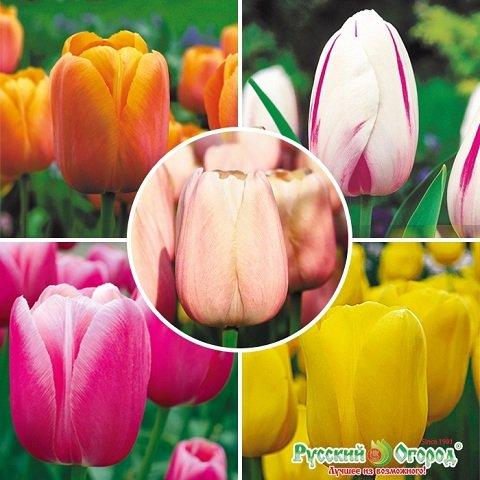Bộ 5 củ giống hoa tulip nhiều màu - hoa trồng chơi tết