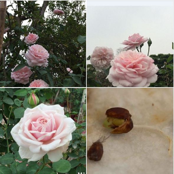 Hạt giống hoa hồng vân khôi 20 hạt ( tặng kèm 3 viên nén sơ dừa kích thích ươm hạt )