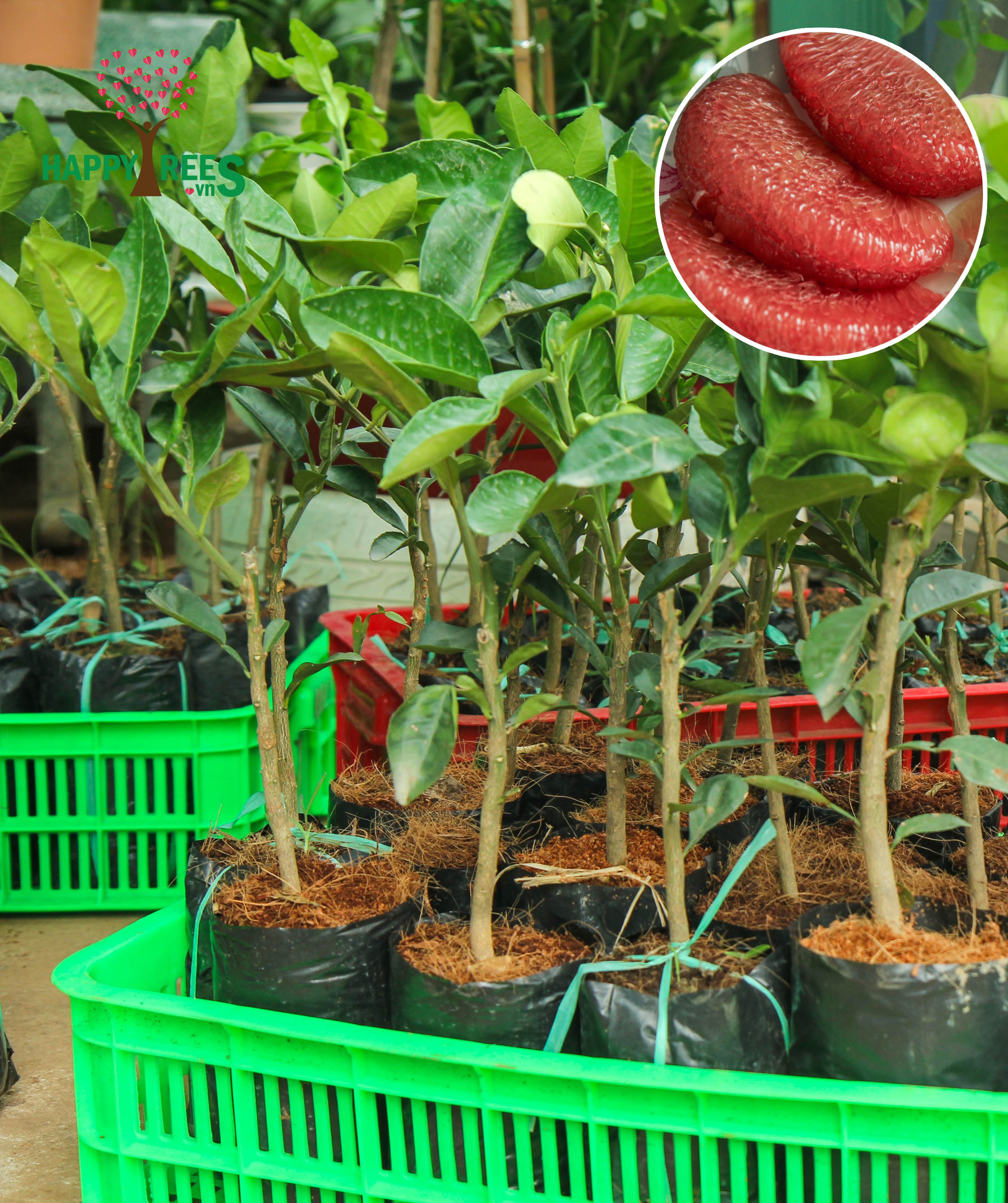 Cây giống bưởi ruby ruột đỏ thái lan - Giống Bưởi Mới Nhập Khẩu Cây Giống Từ Thái Lan và Đã Trồng thành công tại Việt Nam.