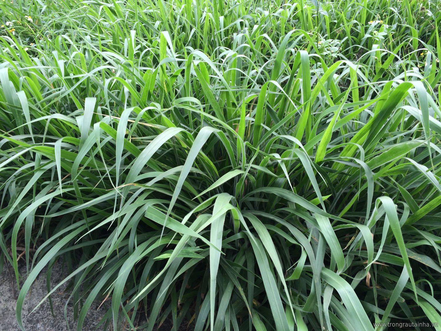 Hạt giống cỏ RUZI Cỏ sả Chịu giẫm đạp -100gr