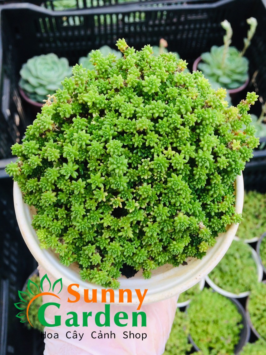 Sen Đá Sedum Cơm Vàng, Xanh - Chậu Trung
