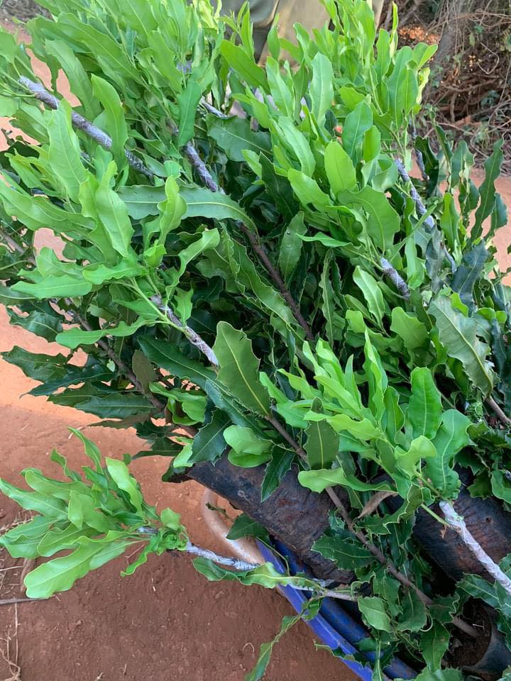 Cây giống MẮC CA ghép [ Cây ghép được 2-3 năm, to khỏe, sinh trưởng tốt ].