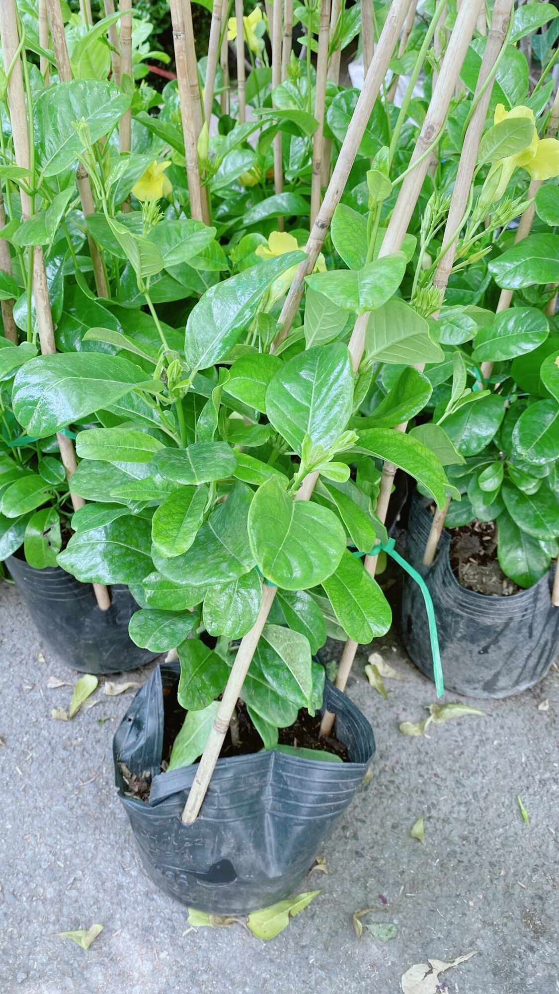 Cây Huỳnh Đệ