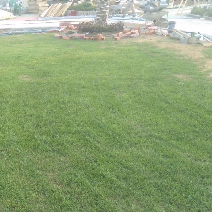 Hạt Cỏ Trồng Thảm Bermuda - Gói 10 Gram