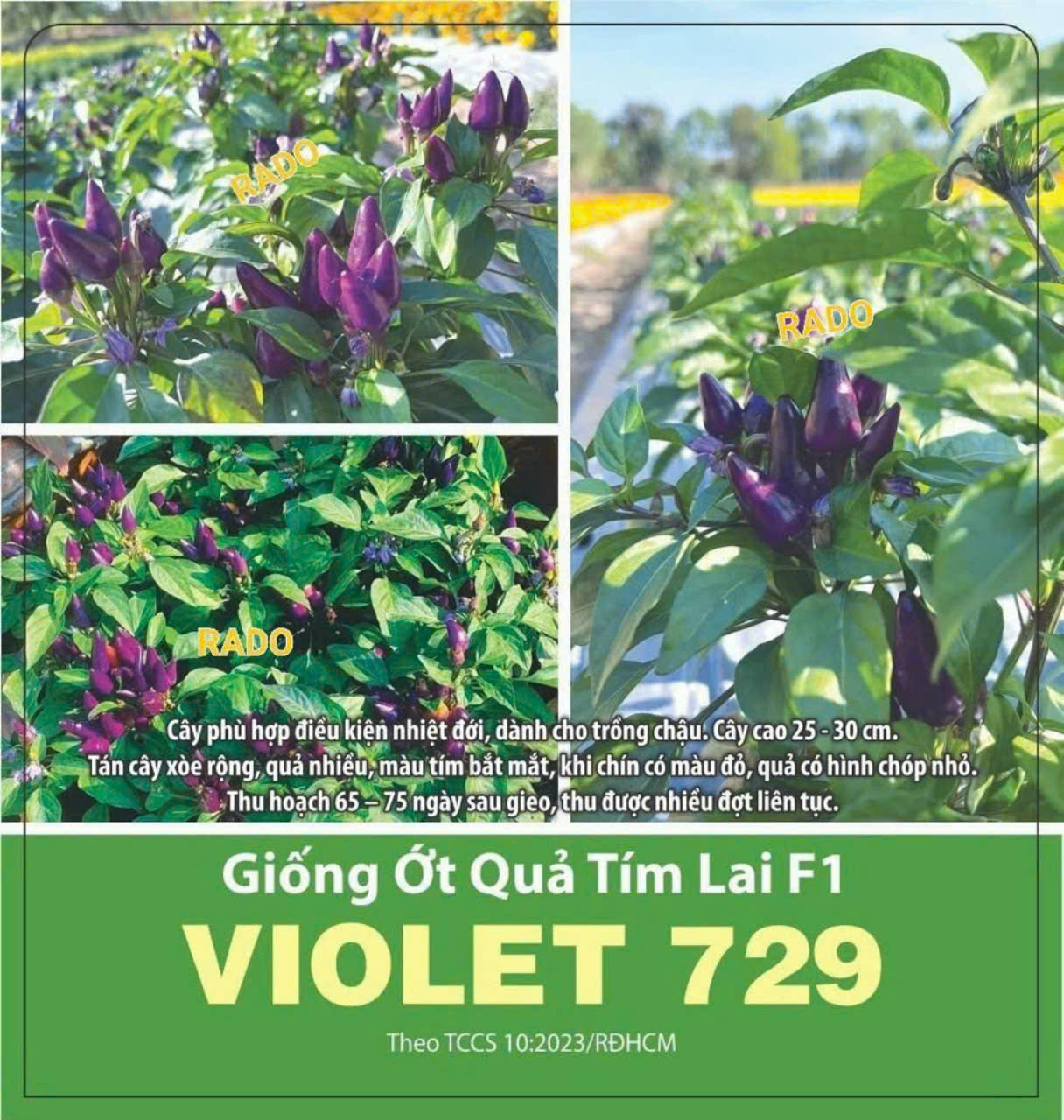 giống lá tía tô nhật
