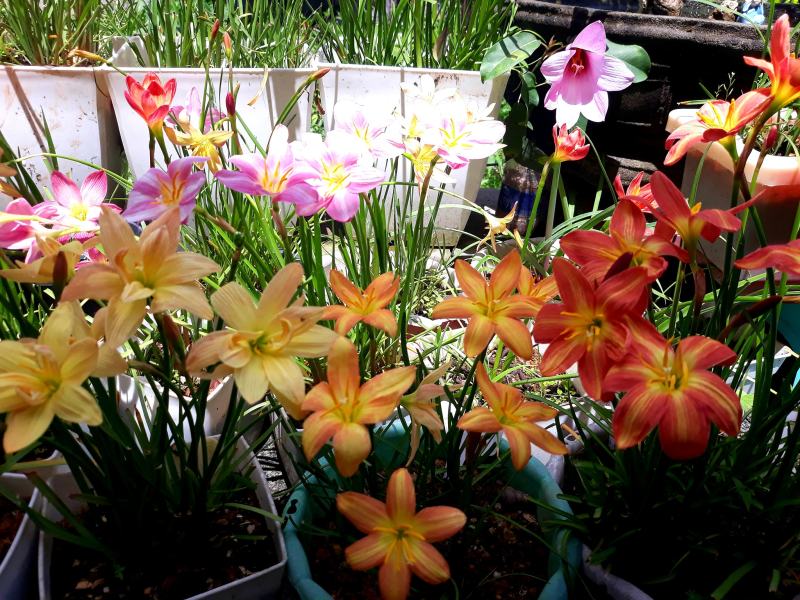 Huệ mưa ngọai, có gắn tag tên , đảm bảo chuẩn củ, rainny lily, sống 100%
