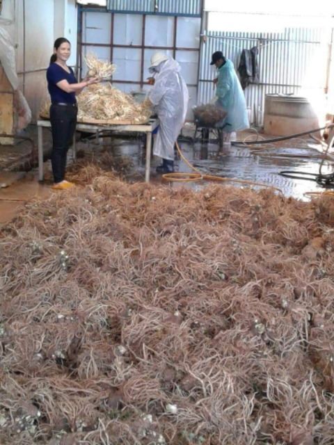 Sâm Đương Quy Khô 1kg