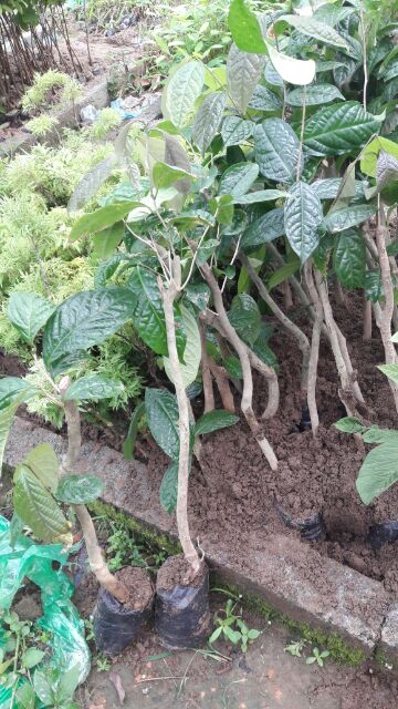 Cây giống Trà Hoa Vàng Ba Chẽ (gốc to cao 40-60cm ,gốc nhỏ cao 25-35cm)