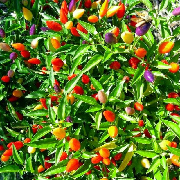 Hạt giống Ớt kiểng nhiều màu VTP80 | Vạn Tín Store