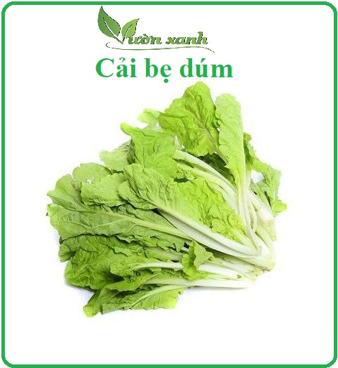 Hạt giống Cải Bẹ Dún 10gr trồng thùng xốp, thủy canh,...