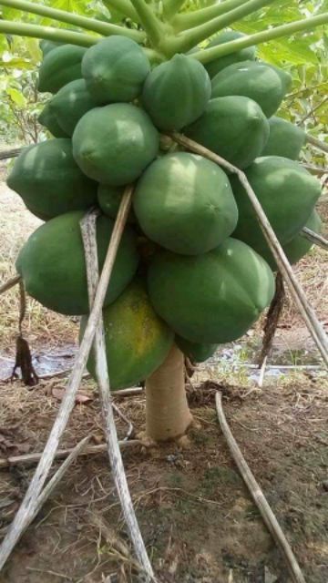 1 gói hạt giống đu đủ lùn siêu trái