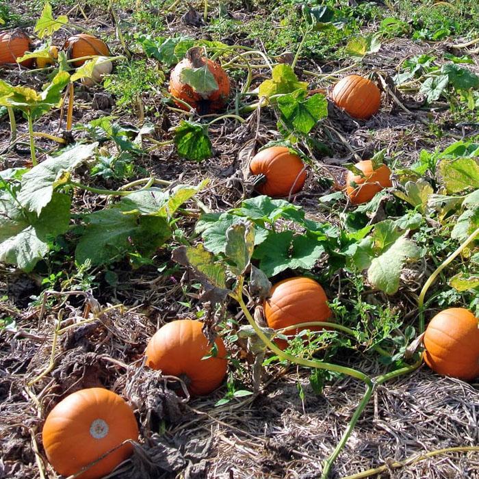 miniature pumpkin seeds - Sale Off