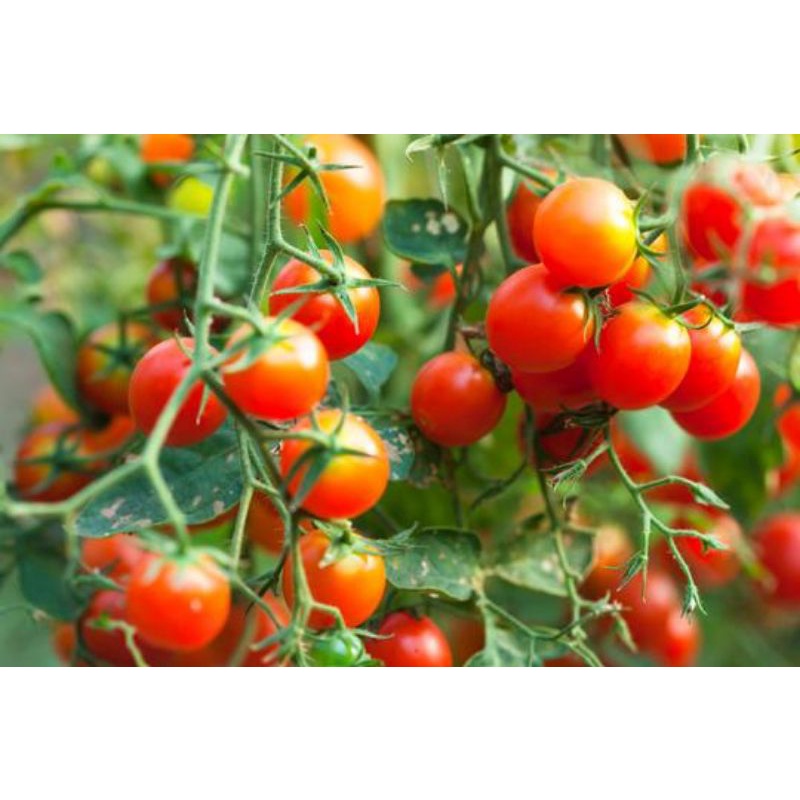 [HCM][Gói 0.5g] Hạt giống Cà Chua cherry đỏ