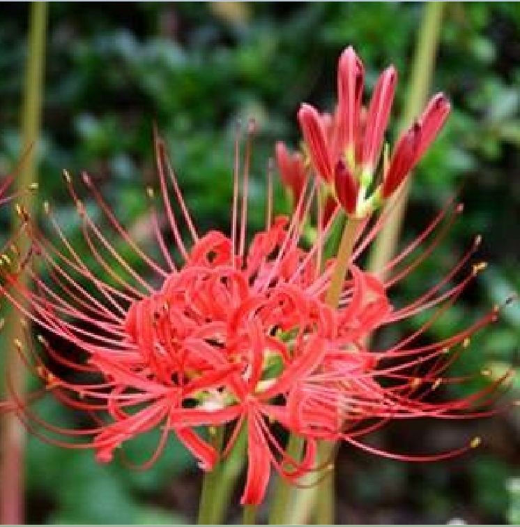 Củ giống hoa bỉ ngạn hoa màu đỏ ( 1 củ )[Seeds]