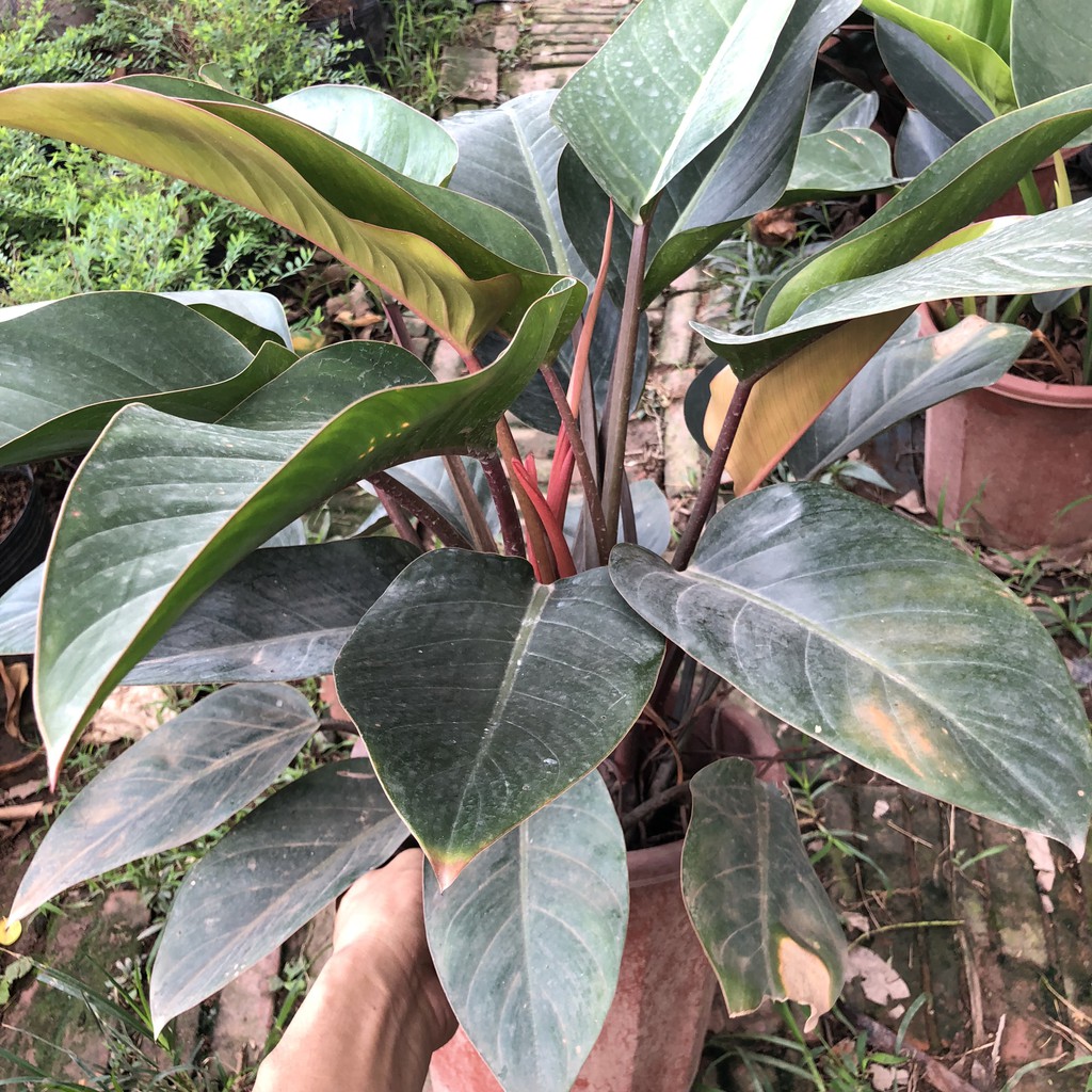 [Furniture plant] 50-60cm high large nice leaves E250 red plastic grow pot E250 3 heads-beautiful Bonsai cheap, reputable gold