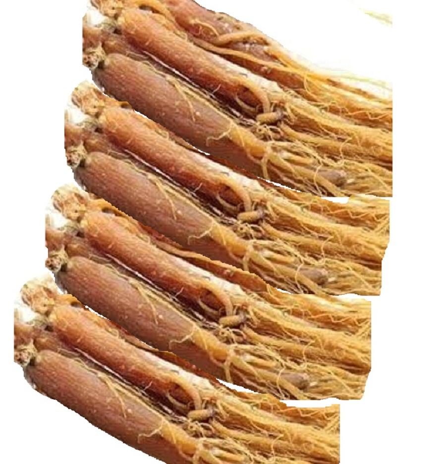 4 Củ Nhân Sâm L1 - = 100g Tặng 200g Quả Kỷ Tử