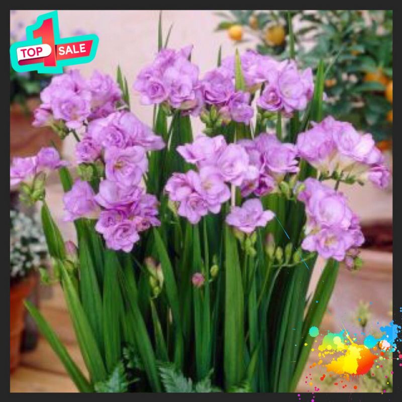 Địa lan Nam Phi chuẩn Tết