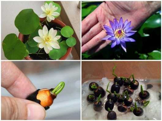 Hạt giống sen mini Nhật gói 10 hạt