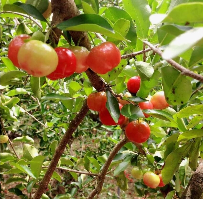 Cây giống sơ ri