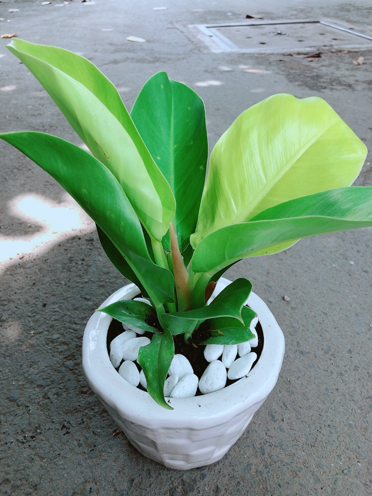 Chậu Trầu Bà Đế Vương