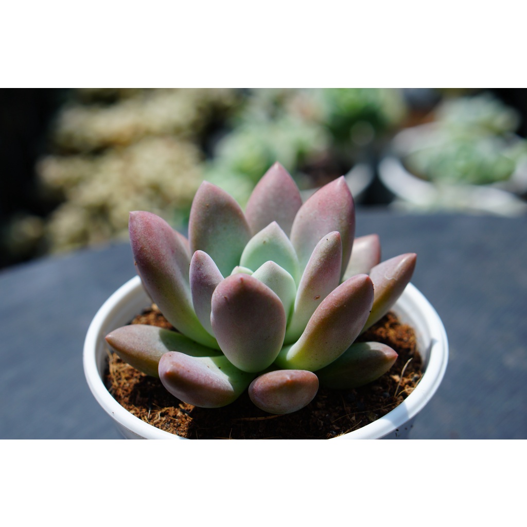 Sen đá sỏi hồng lá dài chậu trung 7-8cm
