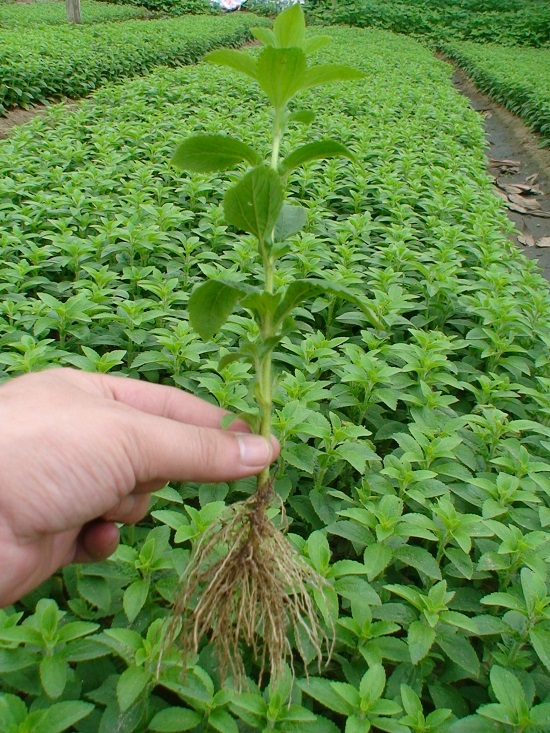 "Gói 5 "Hạt giống cây cỏ ngọt [Seeds]