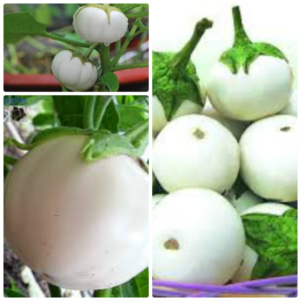 Hạt giống cà bát trắng trái siêu to-gói 1gram