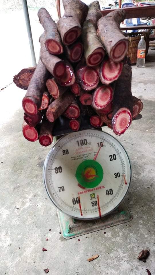 1kg Cỏ máu khô không trộn