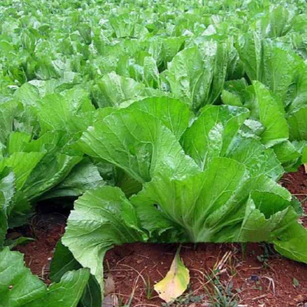 Hạt giống rau Cải bẹ dưa ,cải muối dưa- 20gr/gói-nãy mầm đều