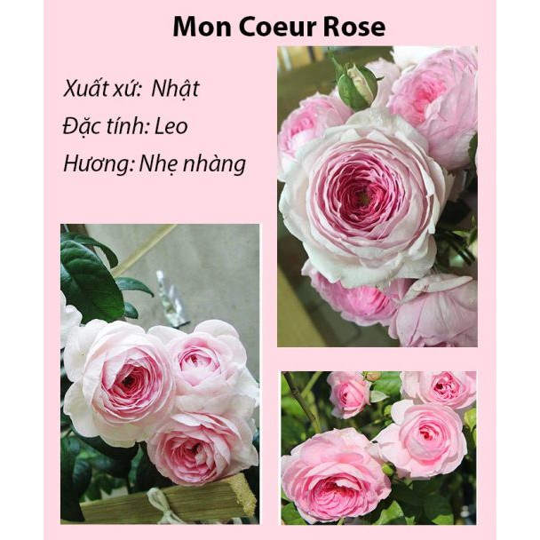 Hoa Hồng Mon Coeur Rose