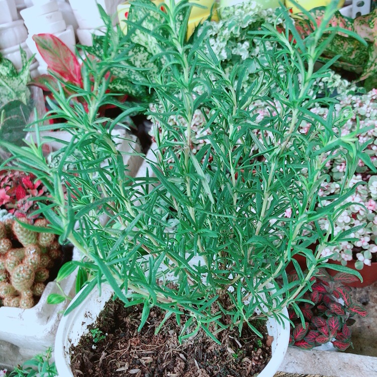 Chậu Hương Thảo