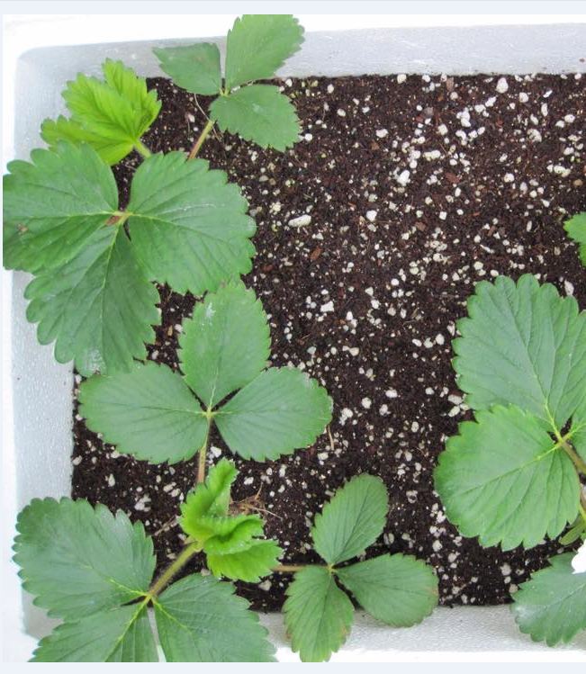 Hạt giống dâu tây đỏ khổng lồ - 50 hạt/gói