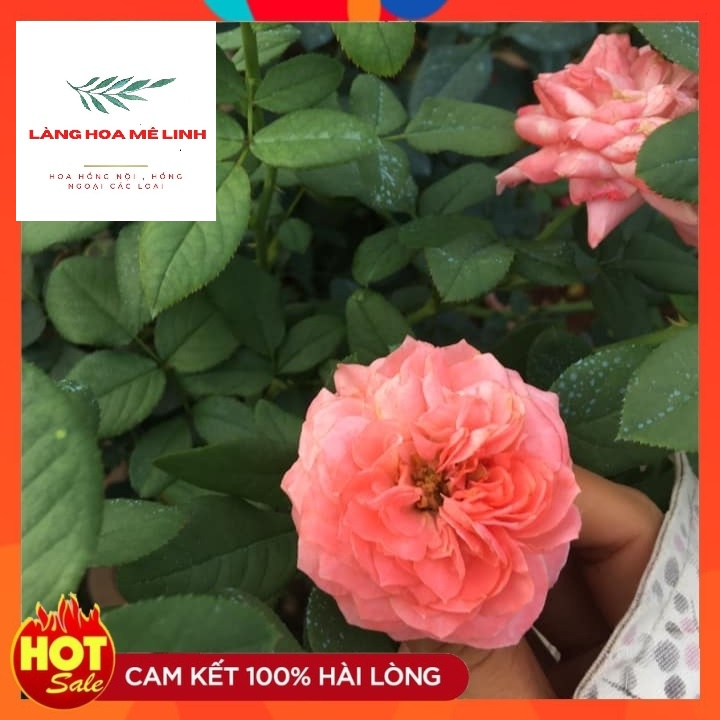 [CÂY NGUYÊN BẢN ] Hoa Hồng Ngoại (bụi) Lafont Pháp- SẮC HỒNG SENcó bông khủng,hương thơm cổ điển .