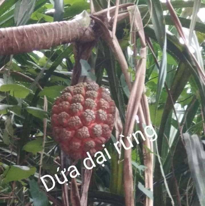 Trái dứa rừng khô (1kg)