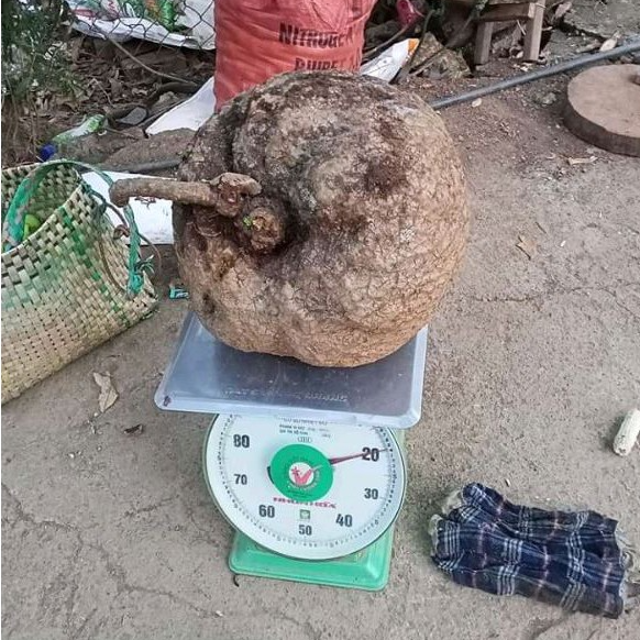 Củ Bình Vôi Khô lz1