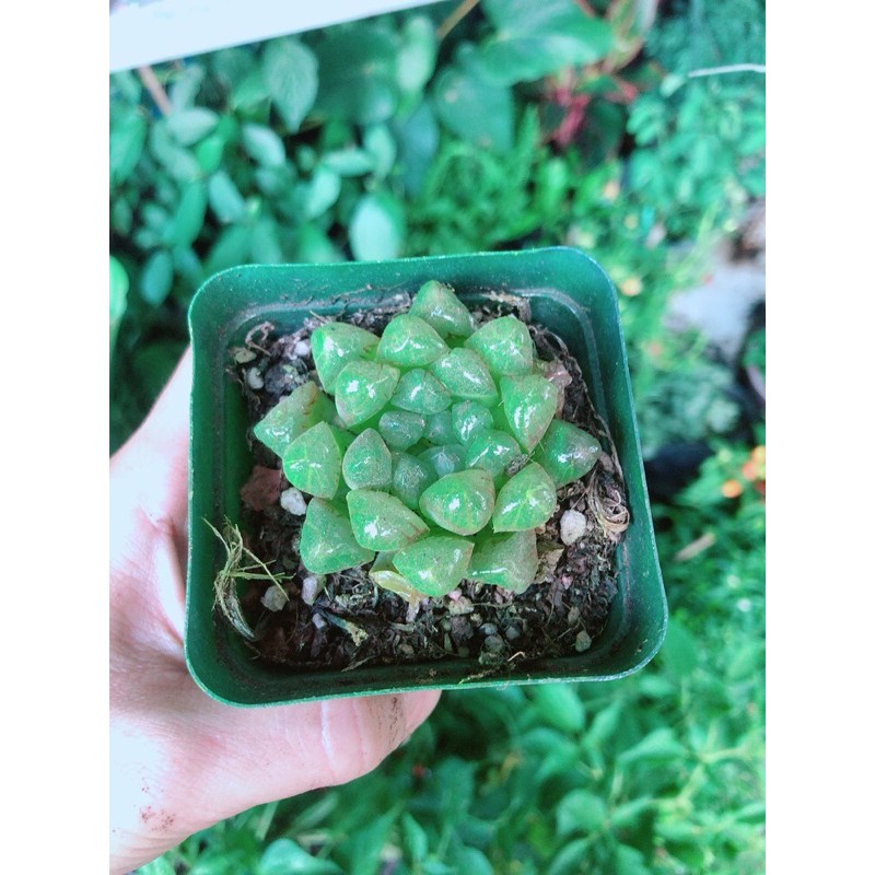Kim Cương Copi Hàng Bán Chạy