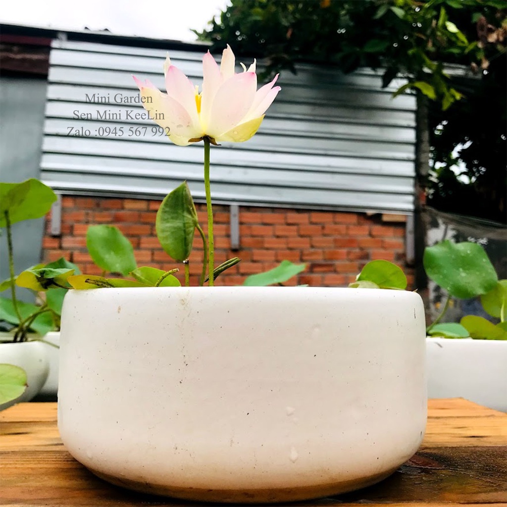 Củ Giống Hoa Sen Mini Nhật KeeLin.
