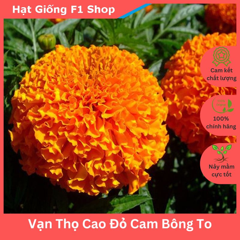 Hạt giống vạn thọ cao bông to đỏ cam sai bông ấn độ