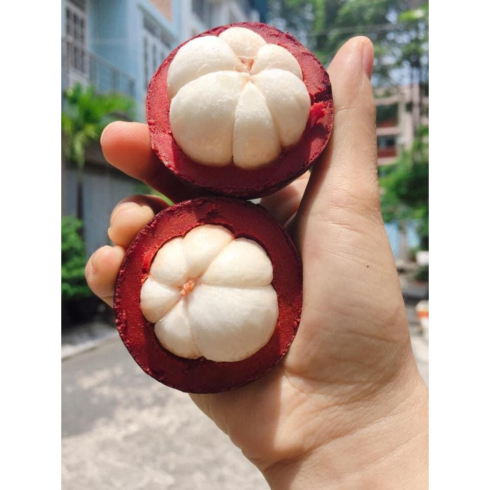 cây Măng cụt Thái(cây hạt)