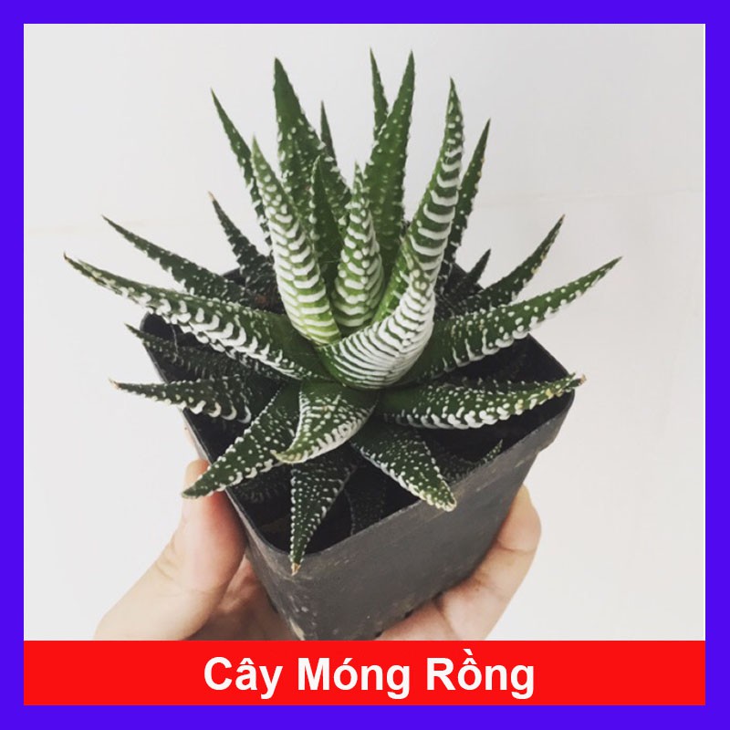 Cây sen đá mini (Cây và chậu như hình) - cây cảnh mini - caykiengsadec