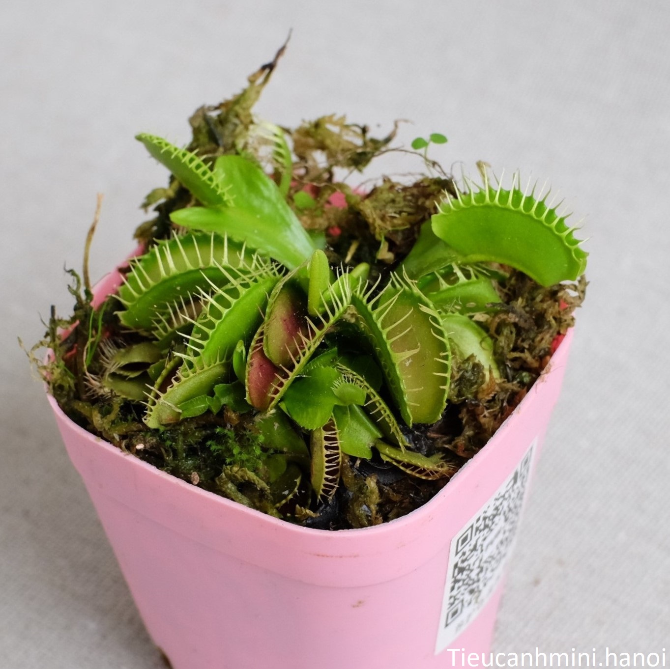 [ Cây để bàn ] Cây Bẫy Kẹp Venus Flytrap - Cây bắt mồi, bắt côn trùng, cây ăn thịt, cây cảnh văn phòng