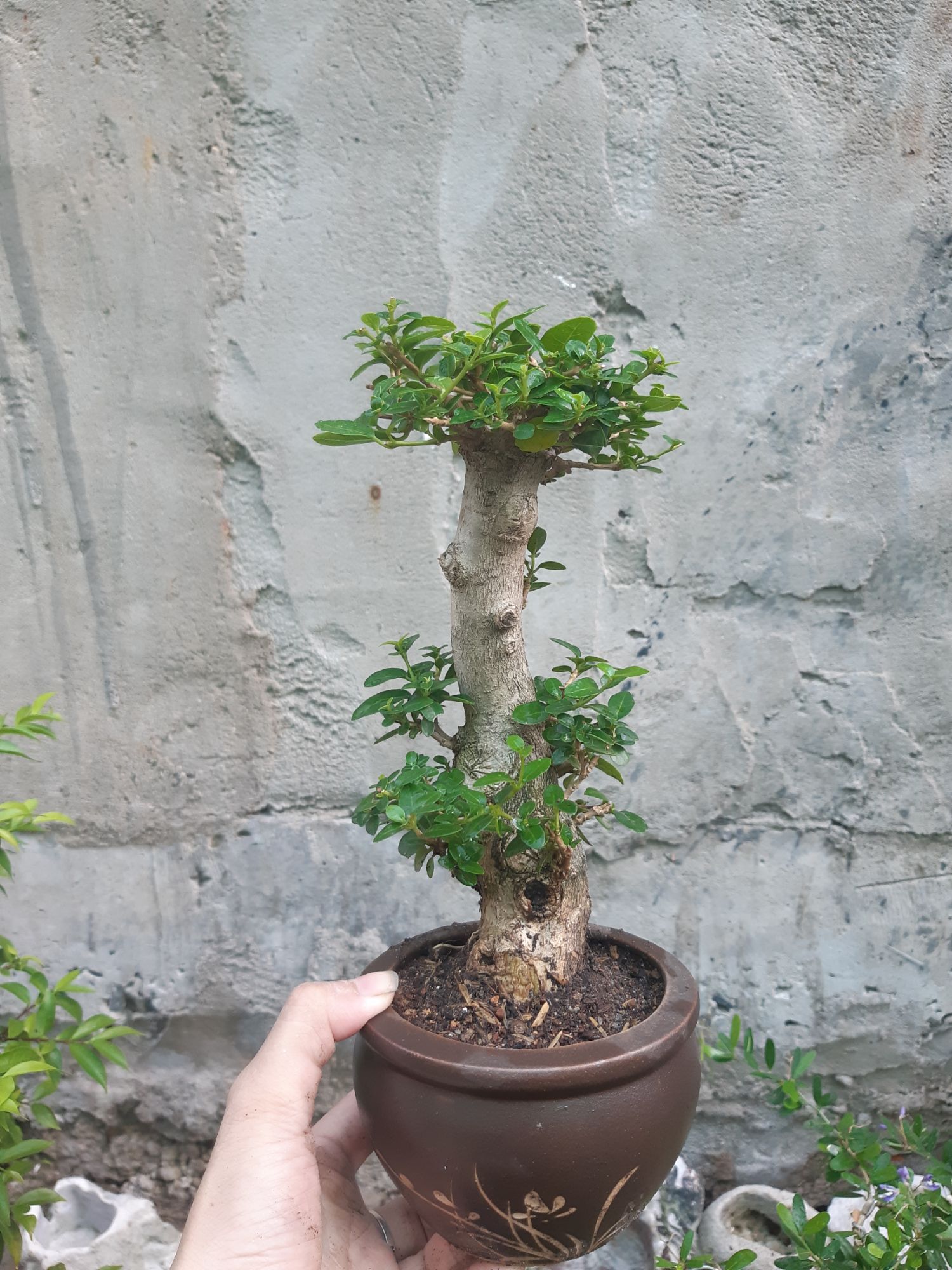 sam hương gốc già TẶNG CHẬU
