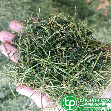 Giảo cổ lam khô 5 lá - Trà hảo hạng túi lớn loại 1kg