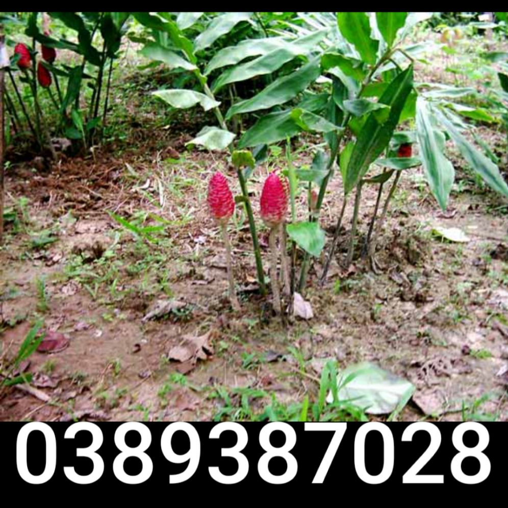 cây ngải ba mắt giống