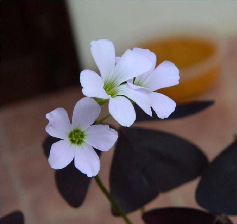 Comho 20 củ giống hoa bướm đêm
